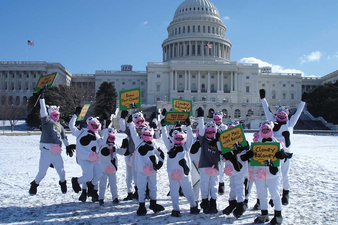 Personas disfrazadas de vacas